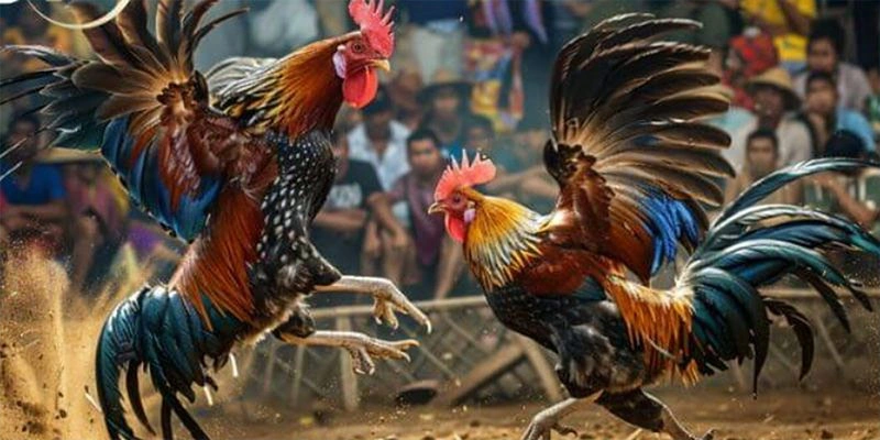 Gây ấn tượng với các yêu cầu cao về chiến kê Gây ấn tượng với các yêu cầu cao về chiến kê