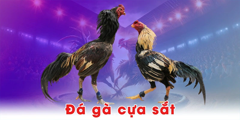 Đá gà cựa sắt