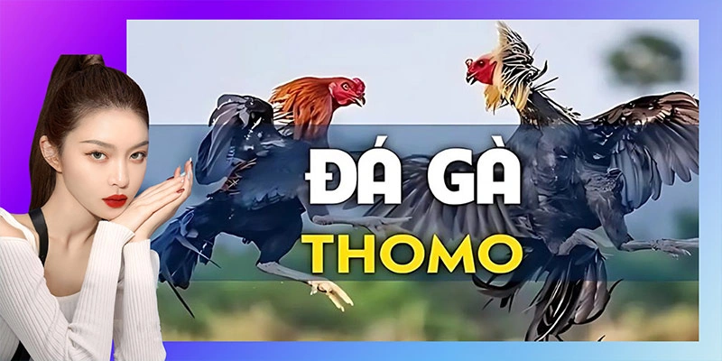 Giới thiệu đá gà trực tiếp Thomo tại W388 Giới thiệu đá gà trực tiếp Thomo tại W388