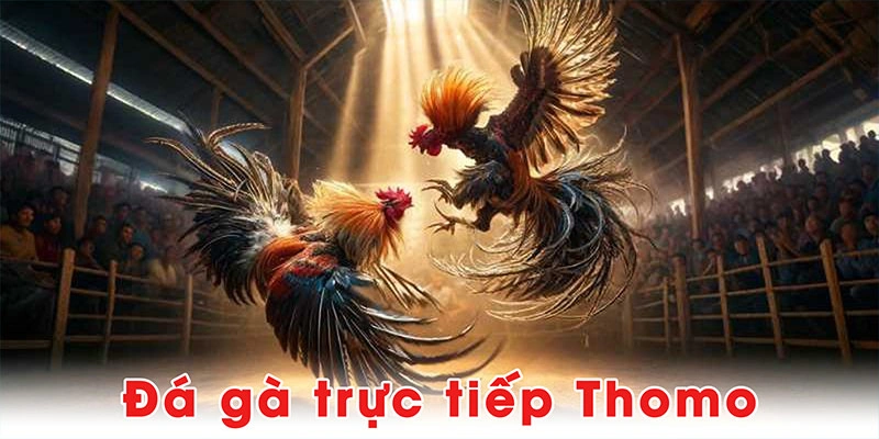 Đá gà trực tiếp Thomo